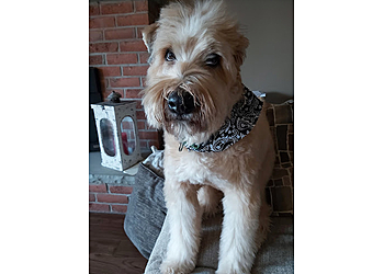 Cambridge pet grooming By the Pond Pet Spa