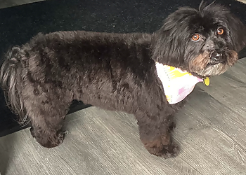 Cambridge pet grooming By the Pond Pet Spa