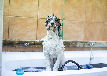 Laval pet grooming Canispa Toilettage