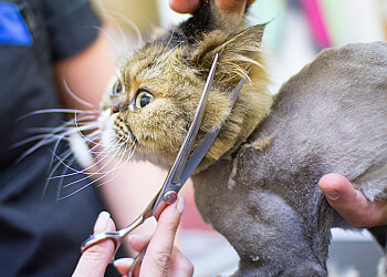 Laval pet grooming Canispa Toilettage