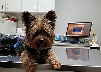 Sherbrooke veterinary clinic Carrefour Santé Animale