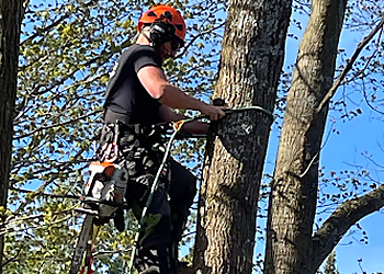 Kawartha Lakes tree service CBL Tree Service