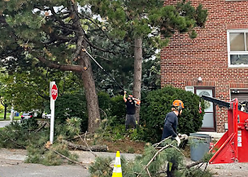 Kawartha Lakes tree service CBL Tree Service