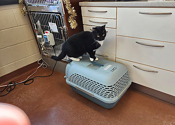 Saint Hyacinthe veterinary clinic CHUV Saint Hyacinthe