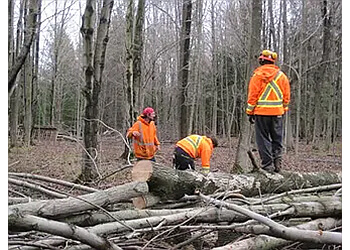 London tree service CLC Tree Services Ltd.