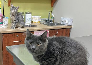 Gatineau veterinary clinic Clinique Vétérinaire Des Vallées