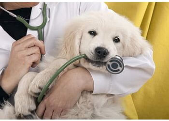 Levis Cliniques Vétérinaires Clinique Vétérinaire St-Jean-Chrysostome