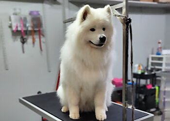 Gatineau Salons de Toilettage Pour Animaux De Compagnie Compagnons Quatre Pattes