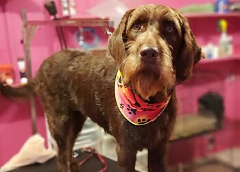 Gatineau Salons de Toilettage Pour Animaux De Compagnie Compagnons Quatre Pattes