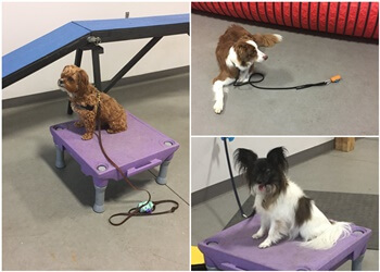 St Albert Dresseurs De Chiens CW Canine Consulting Inc.