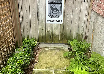 Caissie Canine Instruction - Ajax, ON Dog Trainers - Play Area Image