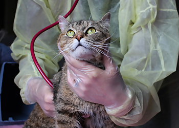 Guelph Cliniques Vétérinaires Campus Estates Animal Hospital