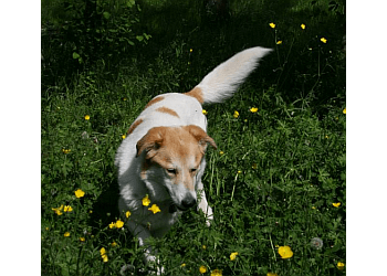 Sherwood Park dog trainer Canadian Canine Training