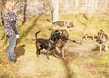 Canadian Canine Training - Sherwood Park, AB Dresseurs De Chiens - Group Training Image