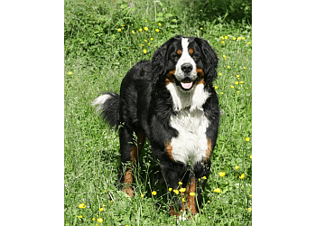 Sherwood Park dog trainer Canadian Canine Training