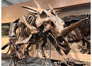 Ottawa Attraction touristiques Canadian Museum of Nature