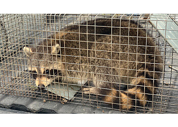 Brampton animal removal Canadian Wildlife Removal INC image 1