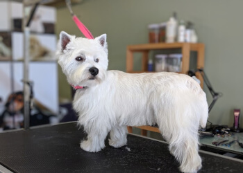 Drummondville pet grooming Canin Mode