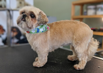 Drummondville pet grooming Canin Mode