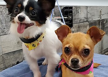 Saguenay Salons de Toilettage Pour Animaux De Compagnie Canin Plus