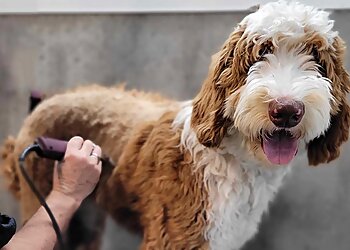 Saguenay Salons de Toilettage Pour Animaux De Compagnie Canin Plus