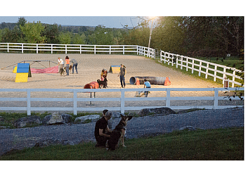 Milton dog trainer Canine Academy
