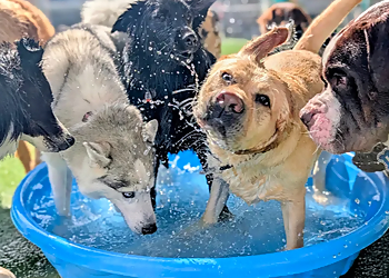 Canine Addiction - Sherwood Park, AB Dresseurs De Chiens - Dog Training Image