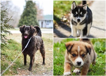 Sherwood Park dog trainer Canine Addiction