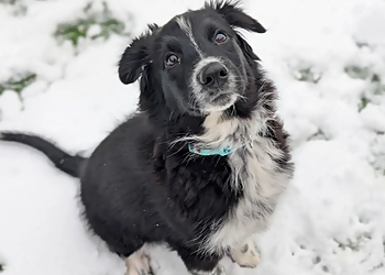 Canine Addiction - Sherwood Park, AB Dresseurs De Chiens - Dog Image