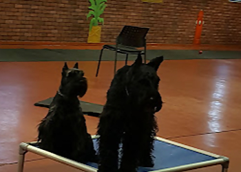 Canine Center Des Ruisseaux - Laval, QC Dog Trainers - Dog Training Image