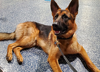 Canine Center Des Ruisseaux Canine Center Des Ruisseaux - Laval, QC Dog Trainers - Dog Image