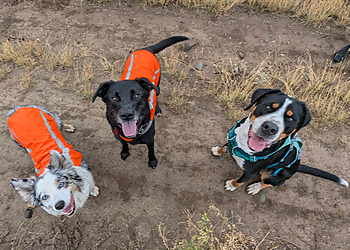 Kamloops dog trainer Canine Connection Dog Training