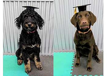 Kamloops dog trainer Canine Connection Dog Training