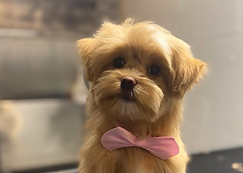 Canine Corner Grooming - Pickering, ON Pet Grooming - Project Image