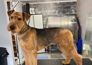 Canine Corner Grooming - Pickering, ON Pet Grooming - Service Image