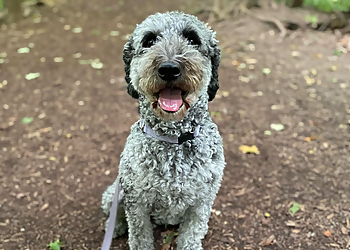 Milton dog walker Canine Crew Co.