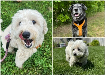 Milton dog walker Canine Crew Co.