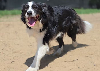Canine Proficiency Center - North Bay, ON Dog Trainers - Dog Image