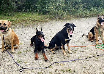 Canine Proficiency Center - North Bay, ON Dog Trainers - Dog Training Session Image