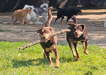 Canine Proficiency Center Canine Proficiency Center - North Bay, ON Dog Trainers - Dog Training Image