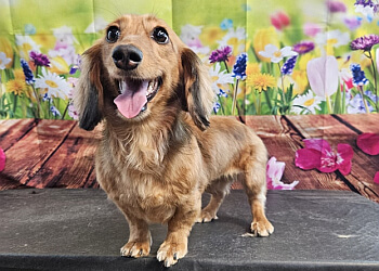 Medicine Hat pet grooming Canine Reflections Inc.