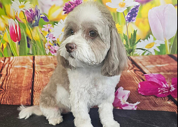 Medicine Hat pet grooming Canine Reflections Inc.