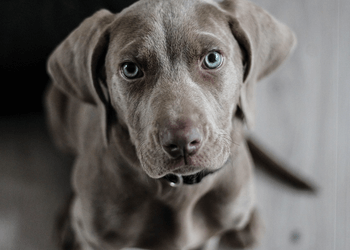 Langley dog trainer Canine United Professional Dog Services