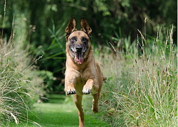 Langley dog trainer Canine United Professional Dog Services