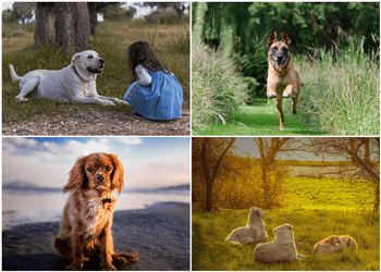Surrey dog trainer Canine United Professional Dog Services