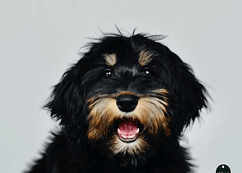 Kelowna Dresseurs De Chiens Canines & Co.