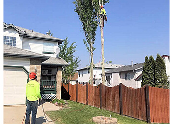 St Albert Services d'arboriculteur Capital City Tree Service