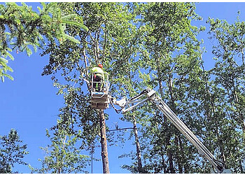 St Albert Services d'arboriculteur Capital City Tree Service