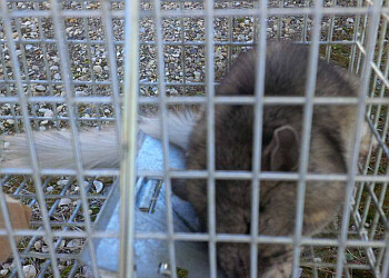 Grande Prairie Services d'extermination de parasites Caplan Environmental, Ltd.