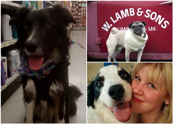 Prince George dog trainer Caring K9 Institute